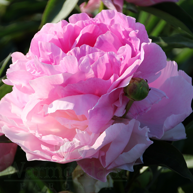 Pink Giant | Warmerdam Paeonia